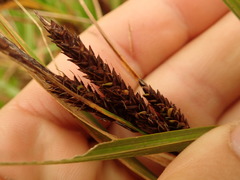 Carex sinclairii
