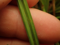 Carex sinclairii