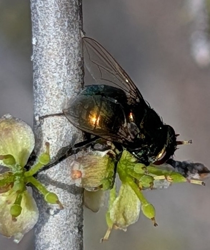Unknown species found near 555P+H9, Frisco, TX 75034, USA