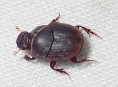 Caccobius ferrugineus