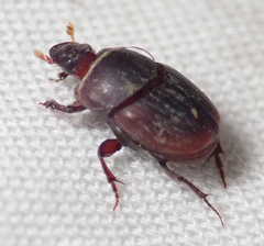 Caccobius ferrugineus