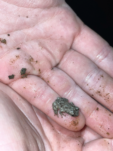 Cope's Gray Tree Frog observed by averyharbaugh