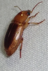 Ooidius dorsiger