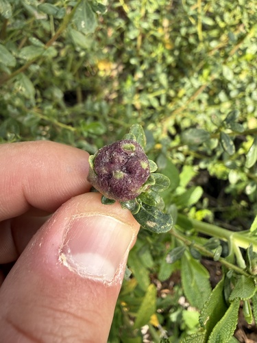 Unknown species found near University of California, Santa Cruz, Santa Cruz, CA, US