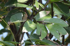 Derris trifoliata
