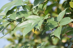Derris trifoliata