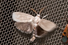 Cryptophasa gypsomera