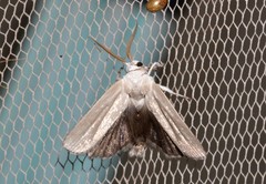 Cryptophasa gypsomera