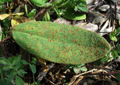 Uromyces anthyllidis