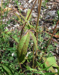 Uromyces anthyllidis