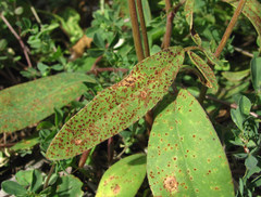 Uromyces anthyllidis