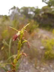 Cryptostylis ovata