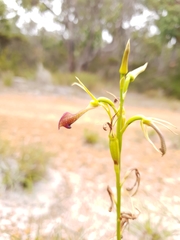 Cryptostylis ovata