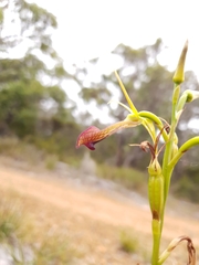 Cryptostylis ovata