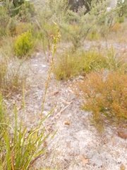 Cryptostylis ovata