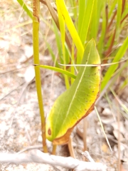 Cryptostylis ovata