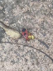 Probergrothius varicornis