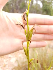 Cryptostylis ovata