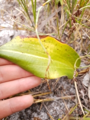 Cryptostylis ovata