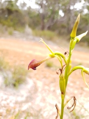 Cryptostylis ovata