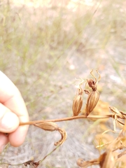 Cryptostylis ovata