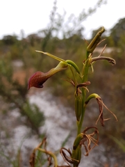 Cryptostylis ovata