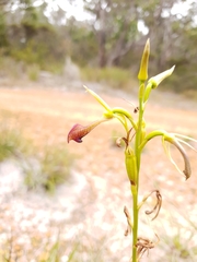 Cryptostylis ovata