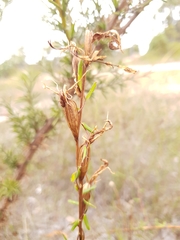 Cryptostylis ovata