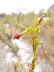 Cryptostylis ovata