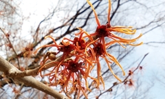 Hamamelis japonica