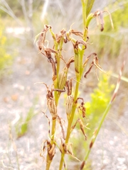 Cryptostylis ovata
