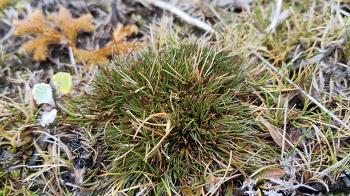 Gaimardia setacea observed 2026-02-25