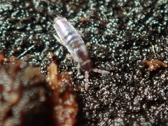 Lepidocyrtus cyaneus