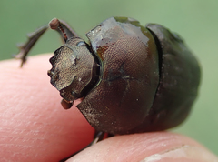 Allogymnopleurus splendidus