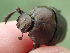 Allogymnopleurus splendidus