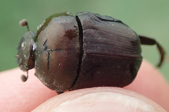 Allogymnopleurus splendidus