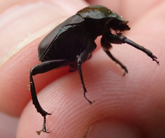Allogymnopleurus splendidus