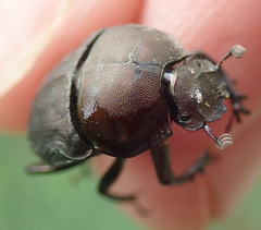 Allogymnopleurus splendidus