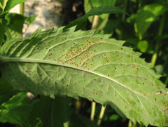 Puccinia menthae