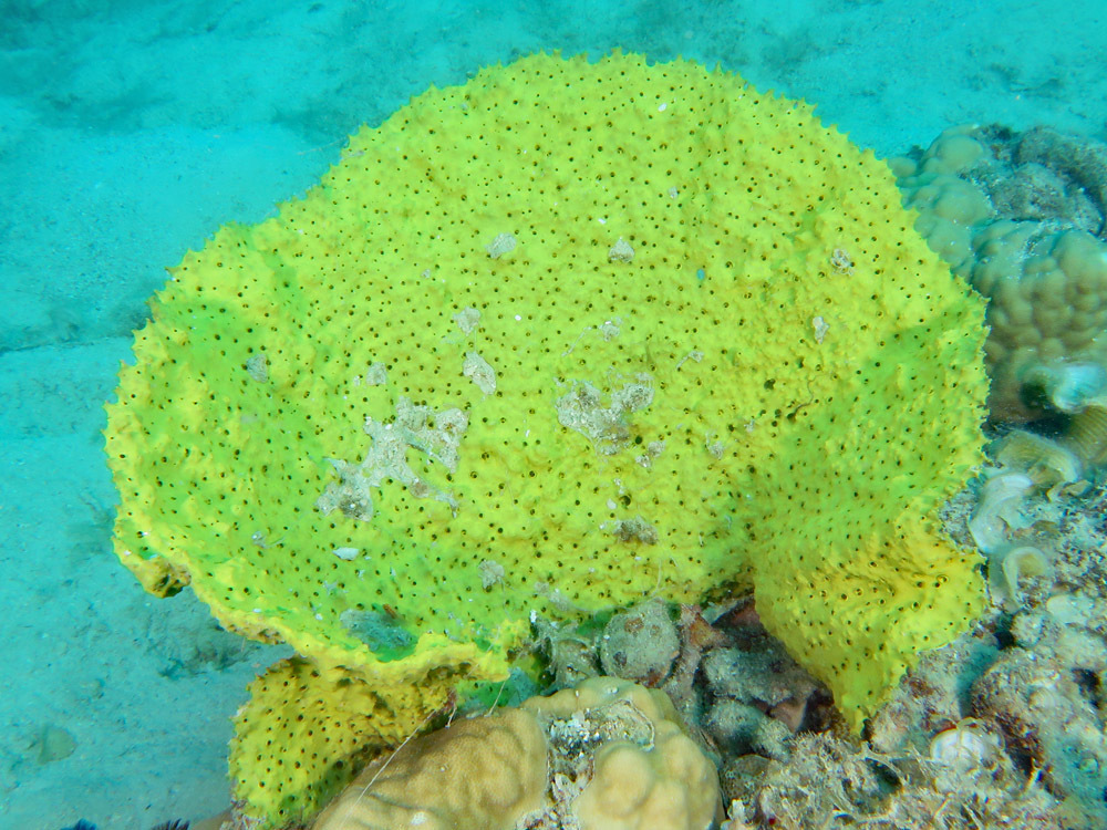 Ianthella reticulata