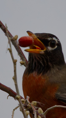 American Robin photographed in Utah