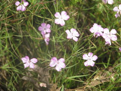 Dianthus campestris