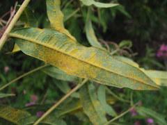 Pucciniastrum epilobii