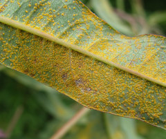 Pucciniastrum epilobii