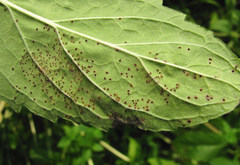 Puccinia menthae