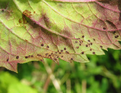 Puccinia menthae