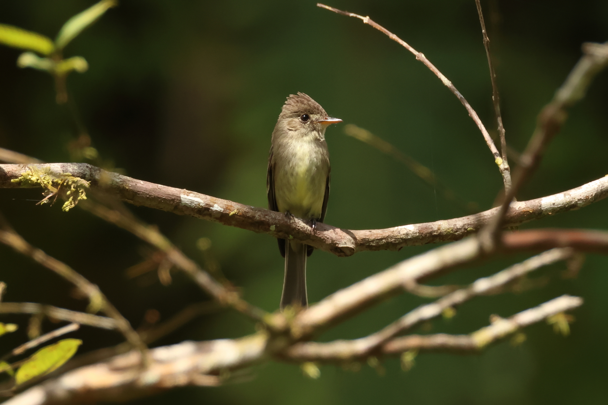 Southern Tropical Pewee (Contopus cinereus), photo 4