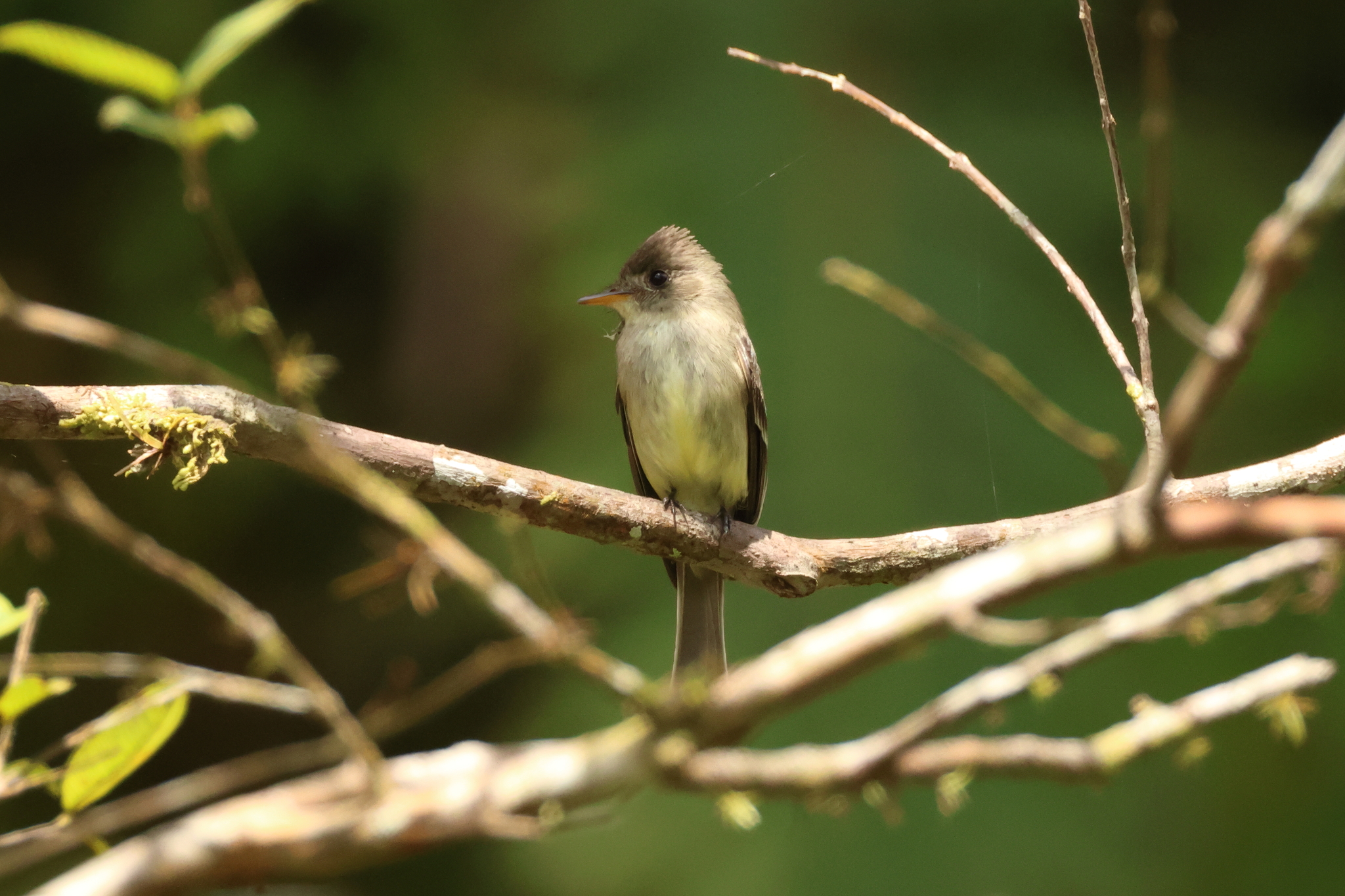 Southern Tropical Pewee (Contopus cinereus), photo 3