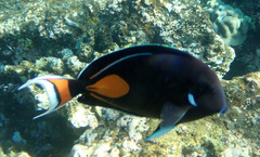 Acanthurus achilles