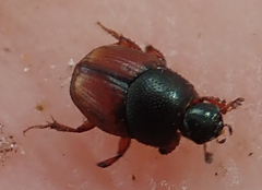 Cleptocaccobius viridicollis